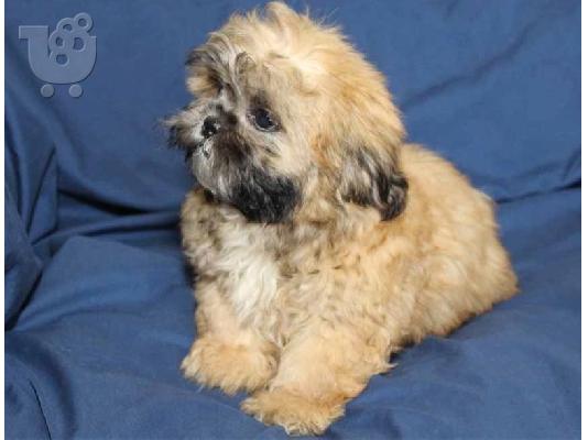 PoulaTo: Ανδρικά και θηλυκά κουτάβια Shih tzu